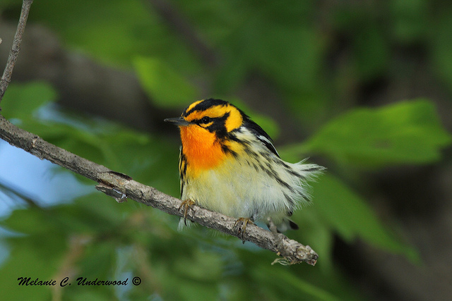 And the Blackburnian warbler was even more beautiful