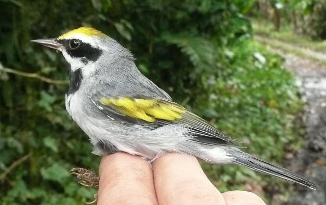 Male Golden-winged warbler  banded at CATIE, November 2010
