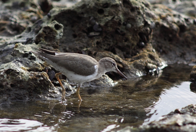 No spots on this bird in non-breeding plumage, nor were there on mine.