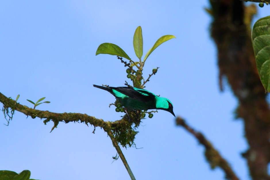 Male Scarlet-thighed Dacnis in El Valle, Panama, courtesy of Dominic Sherony and flickr's Creative Commons