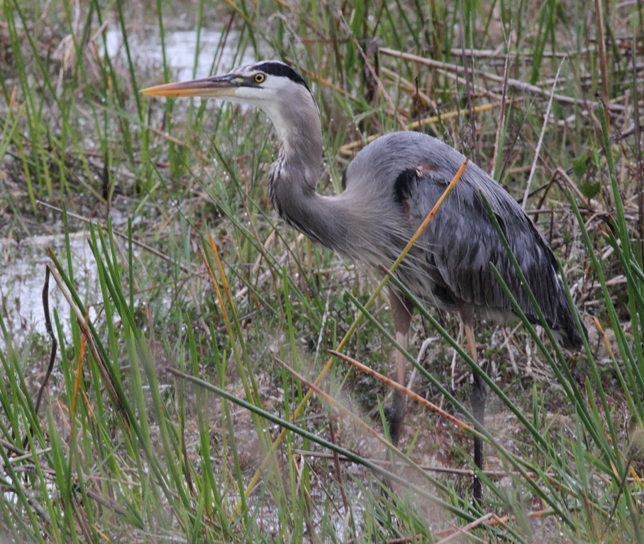 Great Blue Heron, courtesy of Karel Straatman