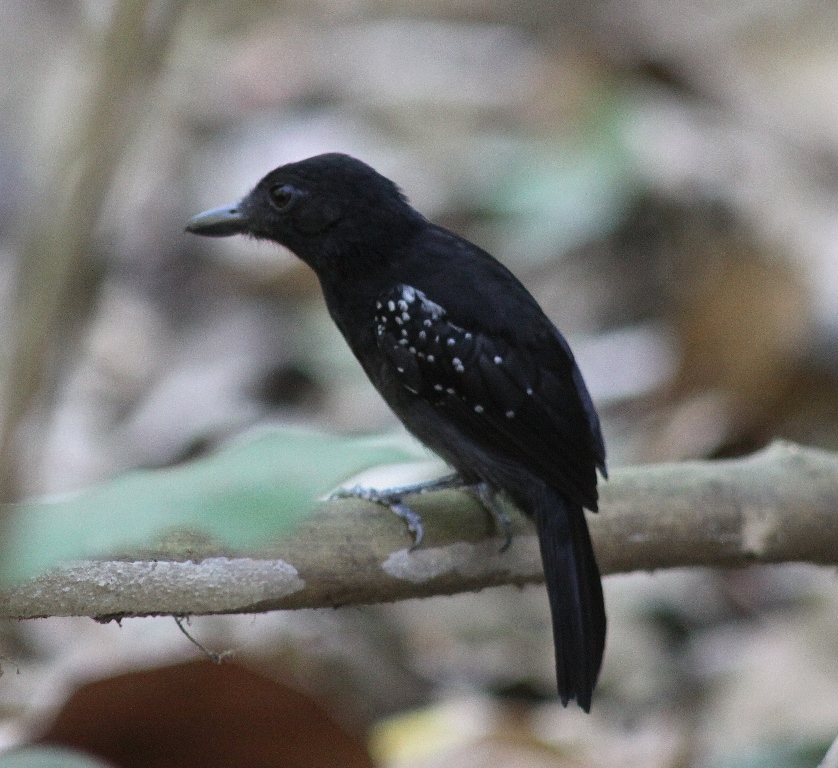 I'd seen the male Black-hooded antshrike before, but never so well