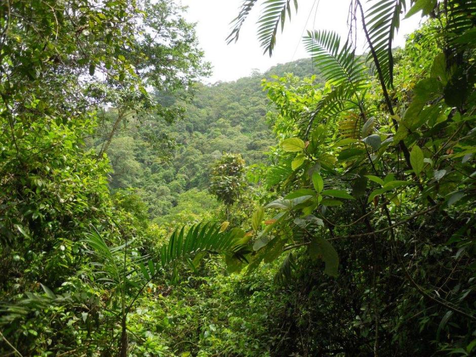 Forest View - San Diego de San Antonio