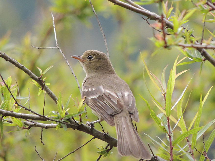 mountain_elaenia_2_B