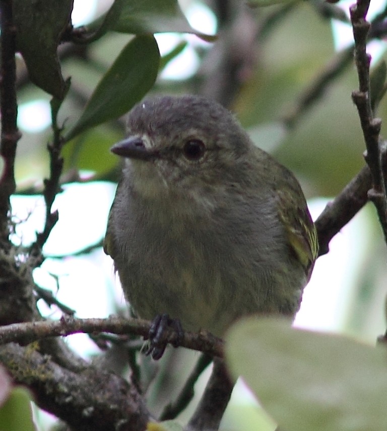 Paltry Tyrannulet, formerly Mistletoe Tyrannulet