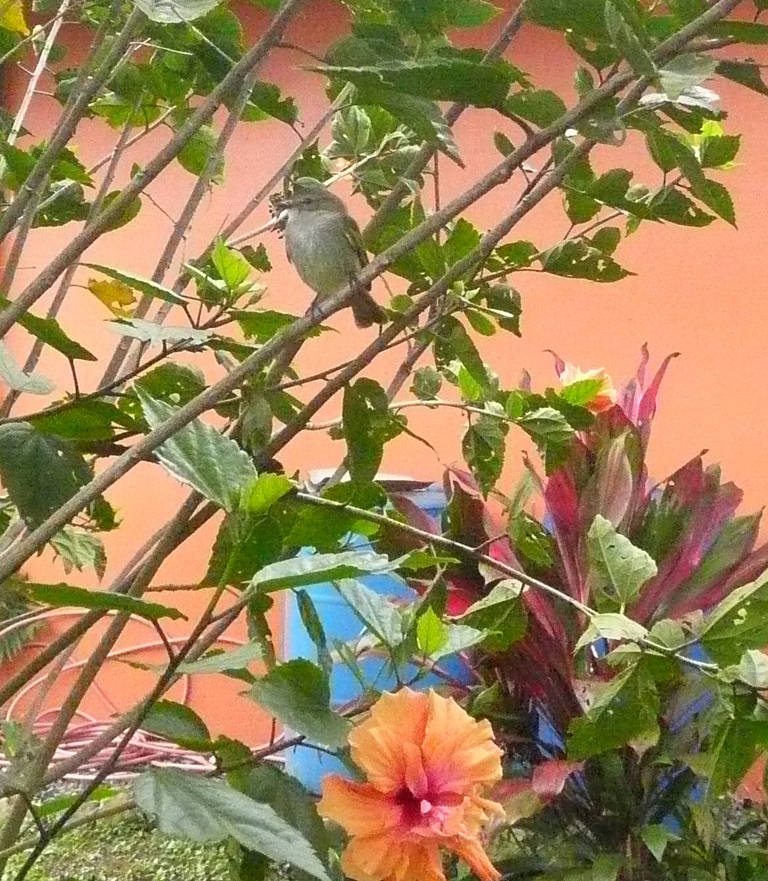 One of two Paltry Tyrannulets that had a brush with our window