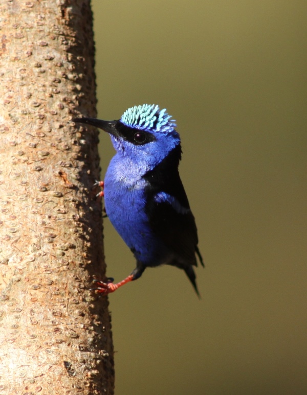 Male Red-legged honeycreeper, courtesy of Karel Straatman