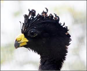 http://upload.wikimedia.org/wikipedia/commons/b/ba/Great_Curassow_%286961685388%29.jpg