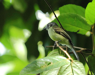 Slaty-capped flycatcher with distinctive dark ear patch.