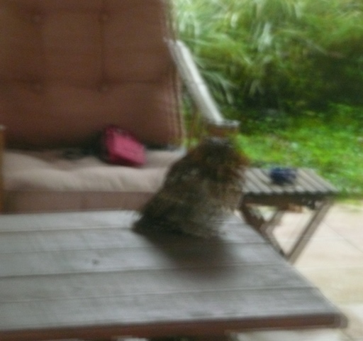 This stunned Bare-shanked Screech-owl probably sees us just as blurrily.