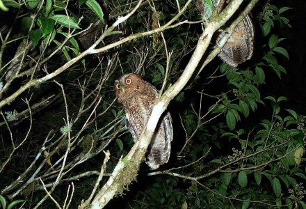 Bare-shanked Screech-owl
