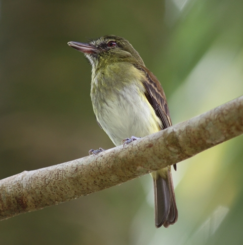 Bright-rumped attila