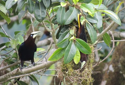 Chestnut-headed oropendola