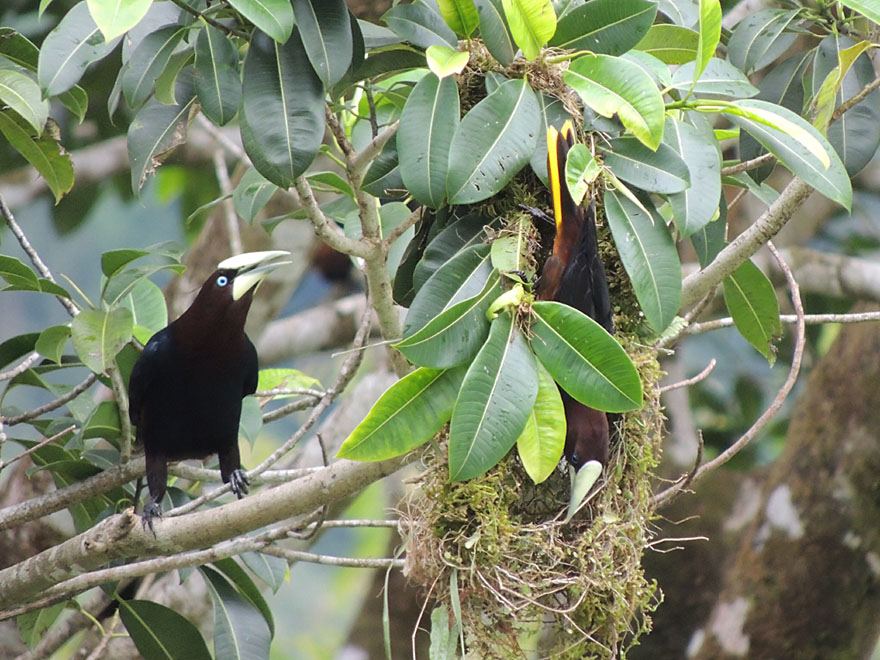 Chestnut-headed oropendola
