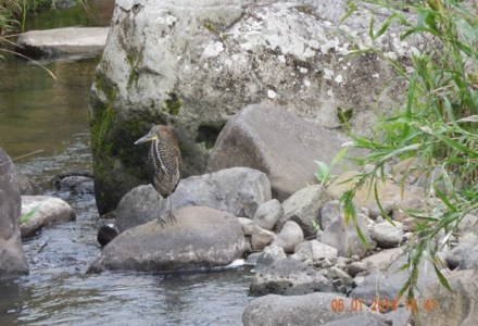 Fasciated tiger-heron