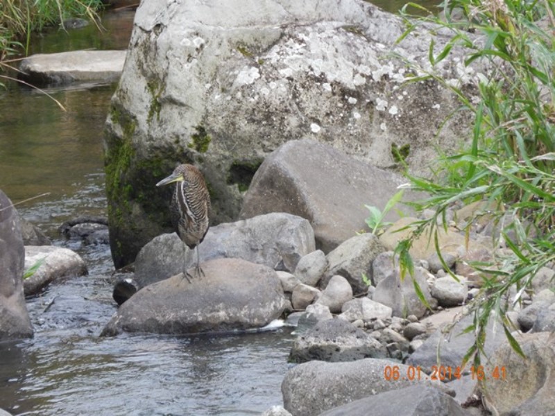 This was the first photograph taken of a Fasciated Tiger-heron here in San Antonio (courtesy of Gonzalo Porras)