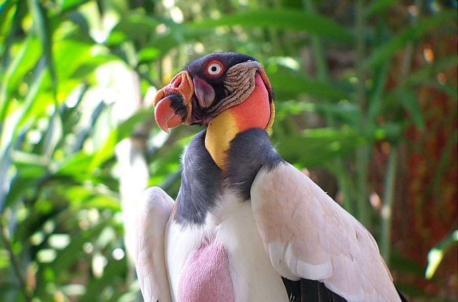 Who says vultures are ugly?