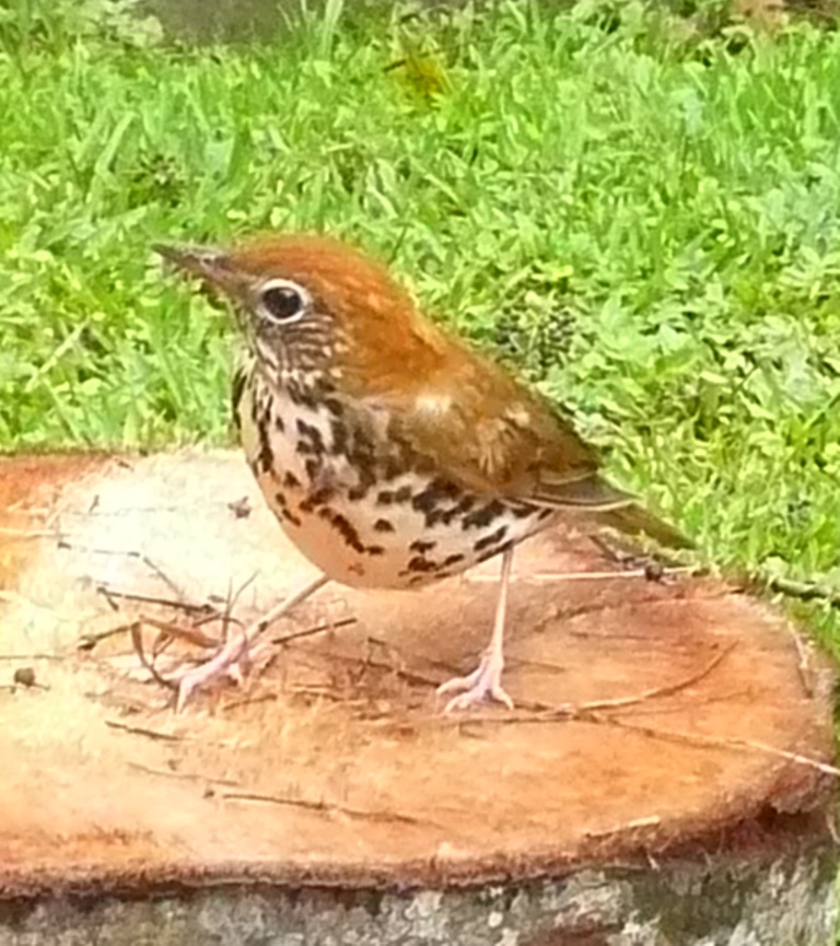 The first Wood Thrush in our garden.