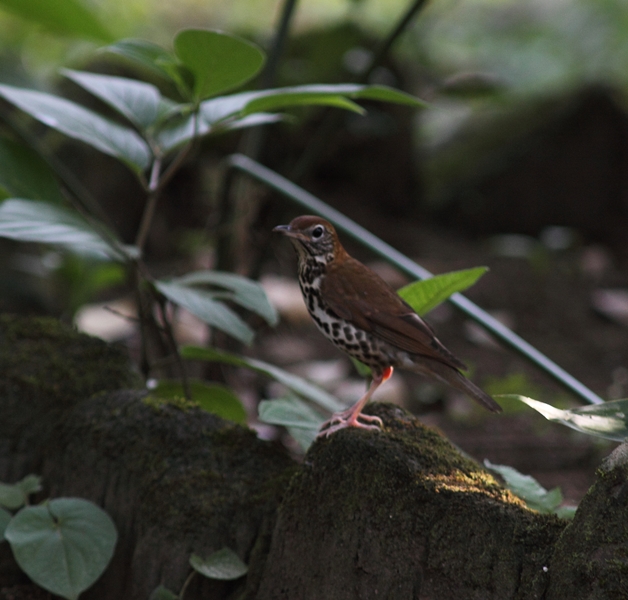 The Wood Thrush is a rather uncommon migrant in our area