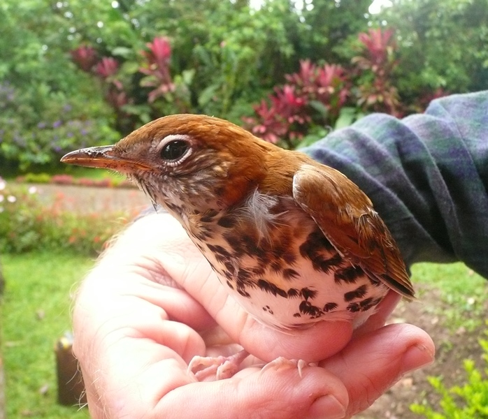 Wood Thrush recovers from first window encounter