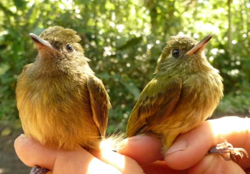 Yellow-olive and Yellow-margined flycatchers side by side