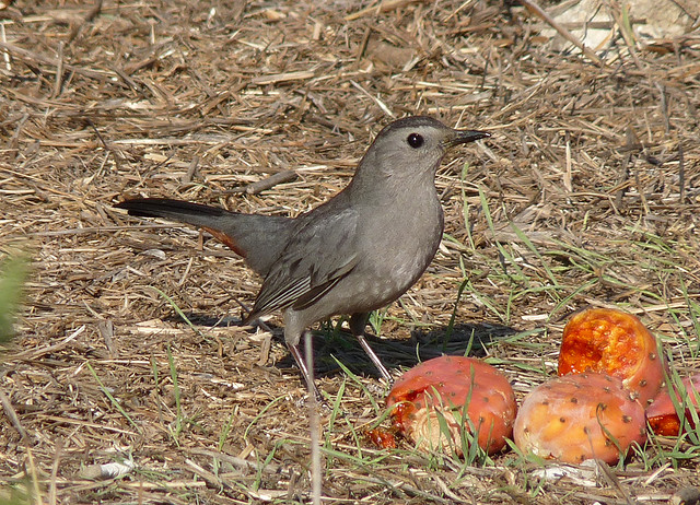 3040159400_9d74c689c0_z