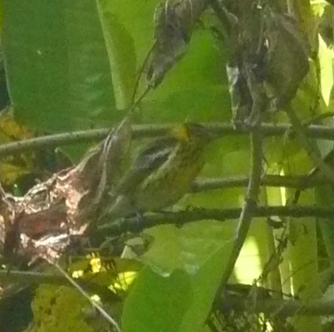 See with the naked eye, this was actually quite a pretty bird! My first male Cape May Warbler