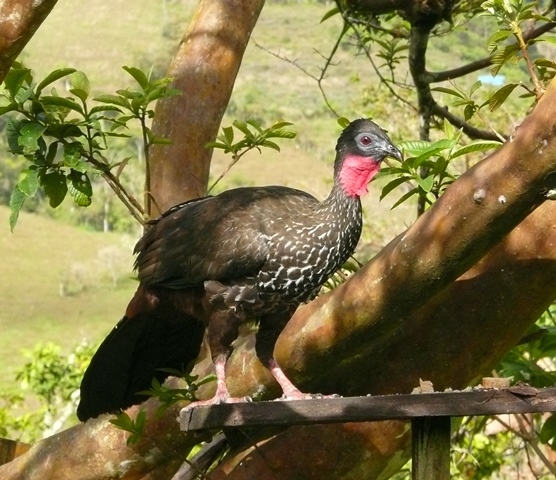 Crested guan guayabo2