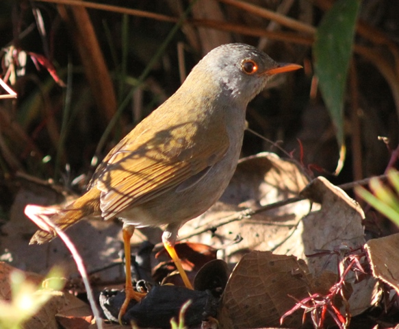 What a beauty!  Courtesy of Karel Straatman.