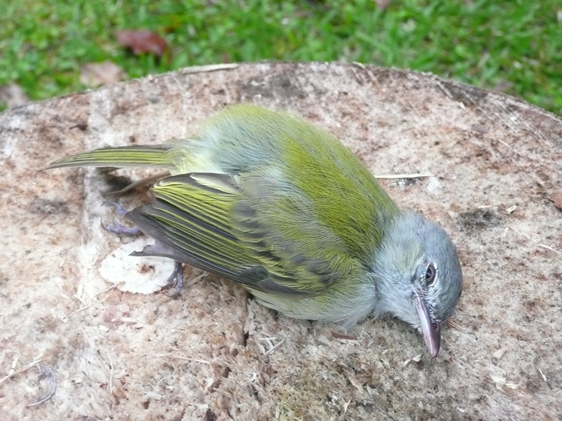Yellow-olive flycatcher; note pale iris and not-so-bright wing margins