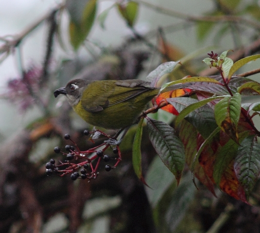 The recent change of name makes this the Common Chlorospingus