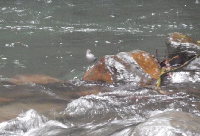 One of a pair of American Dippers on Quebrada La Loca at San Diego de San Antonio
