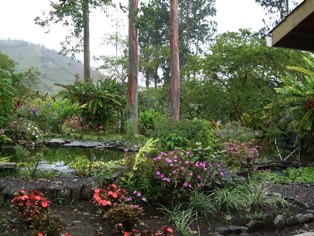 The section to the right of the eucalyptus trees is where the pygmy-owl appeared.