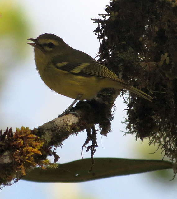 Yellow-winged Vireo, a highland species