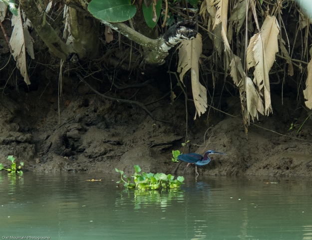 Jeden z rzadszych wodnych ptaków.