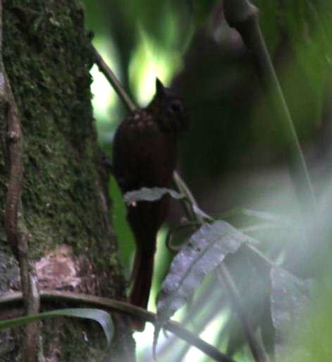 162 Spotted barbtail...170 Long-tailed or 172 Spotted woodcreeper... Observatory Lodge Arenal CR (2)