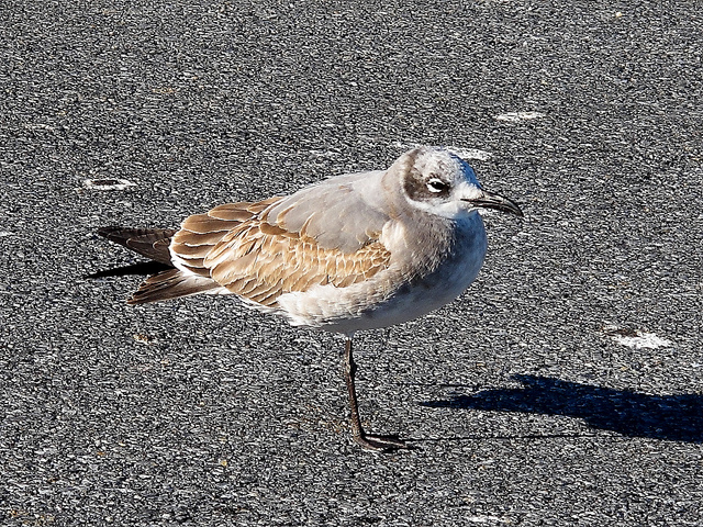 First-winter Laughing Gull