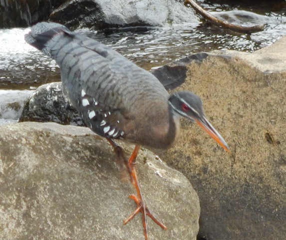 A Sunbittern picks it way across the rocks on Quebrada La Loca