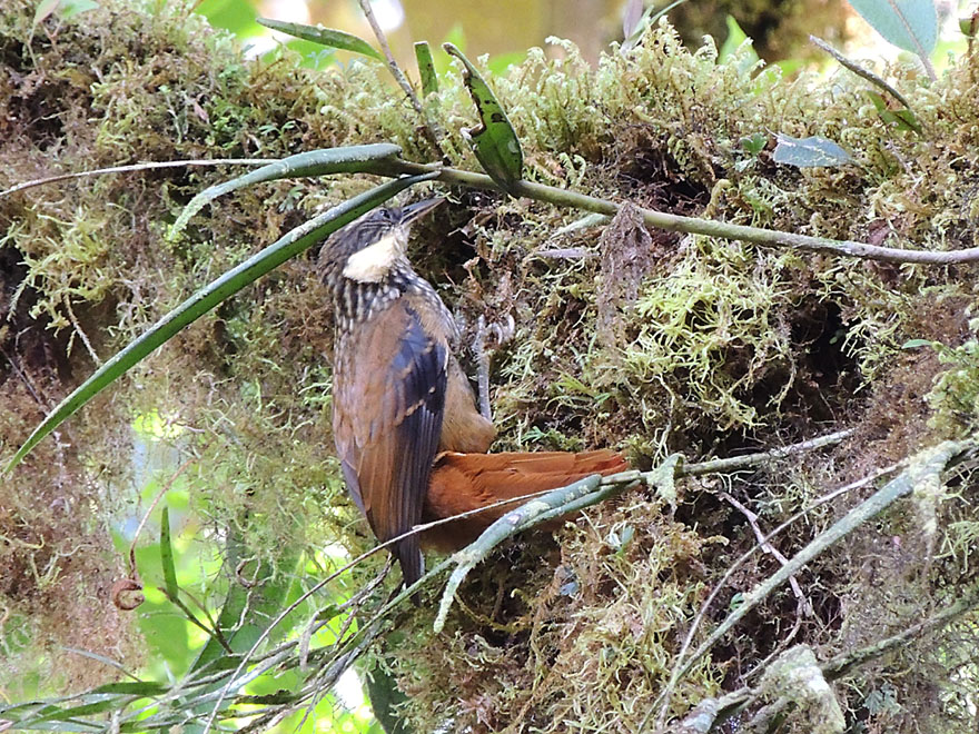 What a great bird! Buffy Tuftedcheek in its element, courtesy of Richard Garrigues