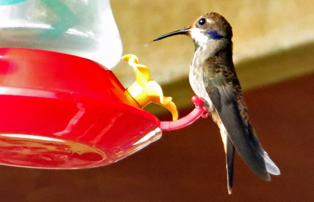 Brown Violetear, with ear and throat patches clearly seen.