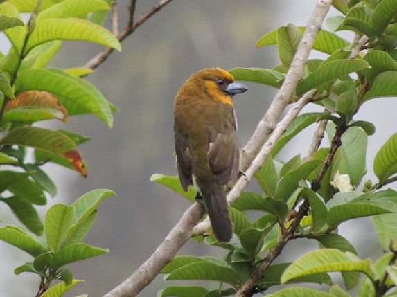 prong-billed_barbet_B