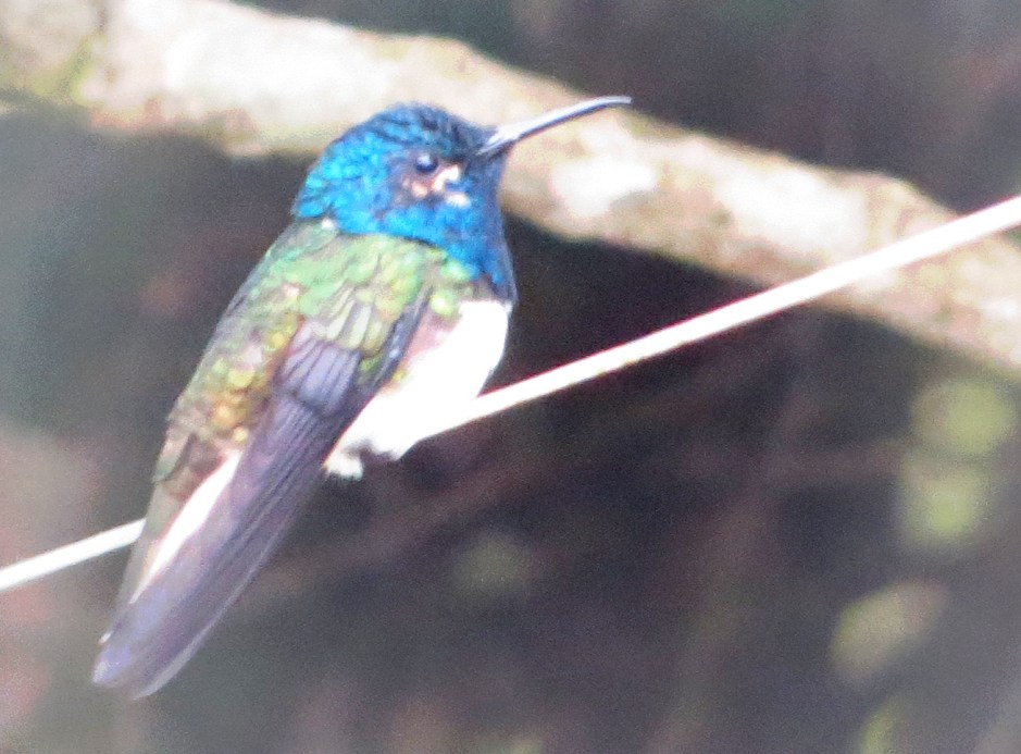 Is this a male Violet-headed hummingbird?/Colibrí Cabeciazul - Klais guimeti