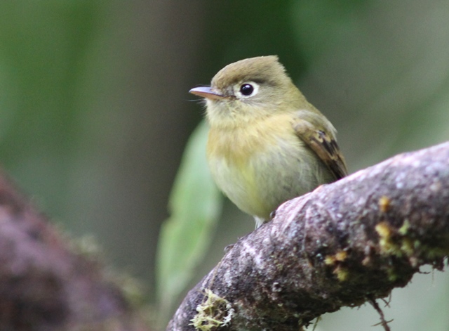 At last an Empidonax that I can identify