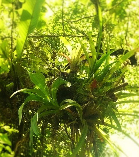 The nest is in the dark hole in the centre of the image.