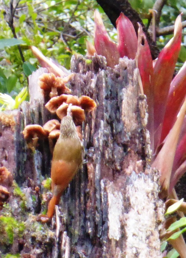 El trepador gigante or giant woodcreeper, as it is called in Spanish