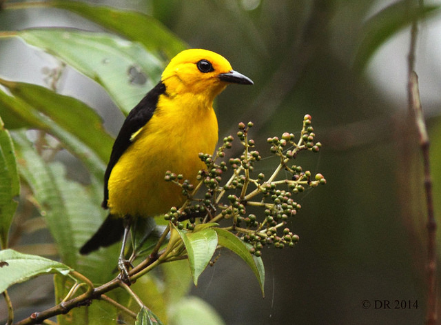 Male Black-and-yellow Tanager