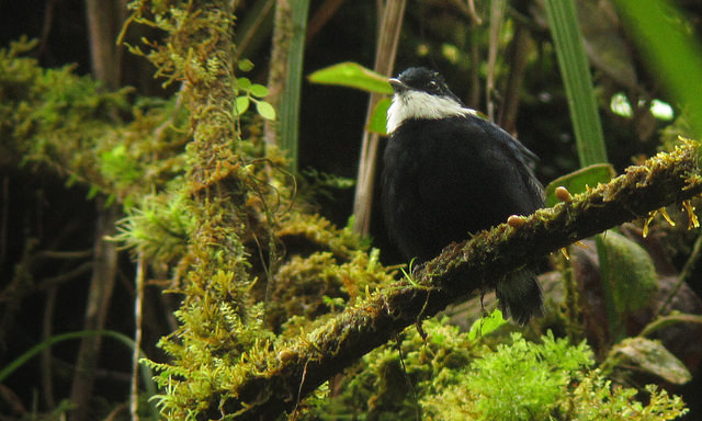 Male White-ruffed Manakin, courtesy of Diego Calderon and 