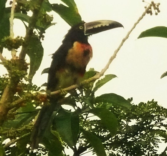 One of the pair of Collared Araçaris that appeared this week