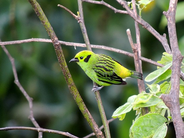 Emerald Tanager