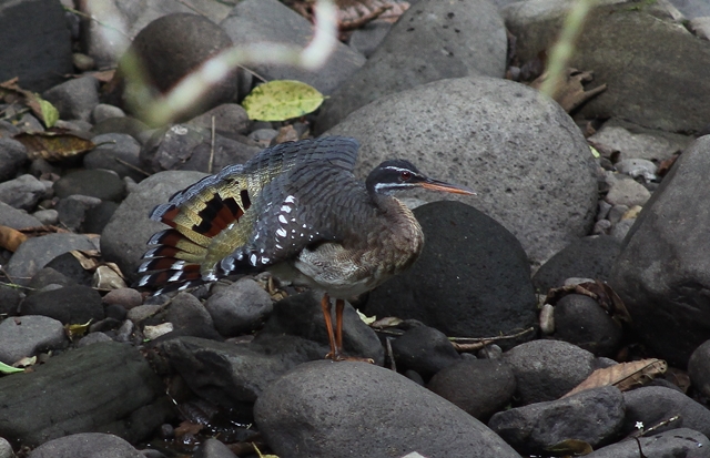 Sunbittern, not always easy to find